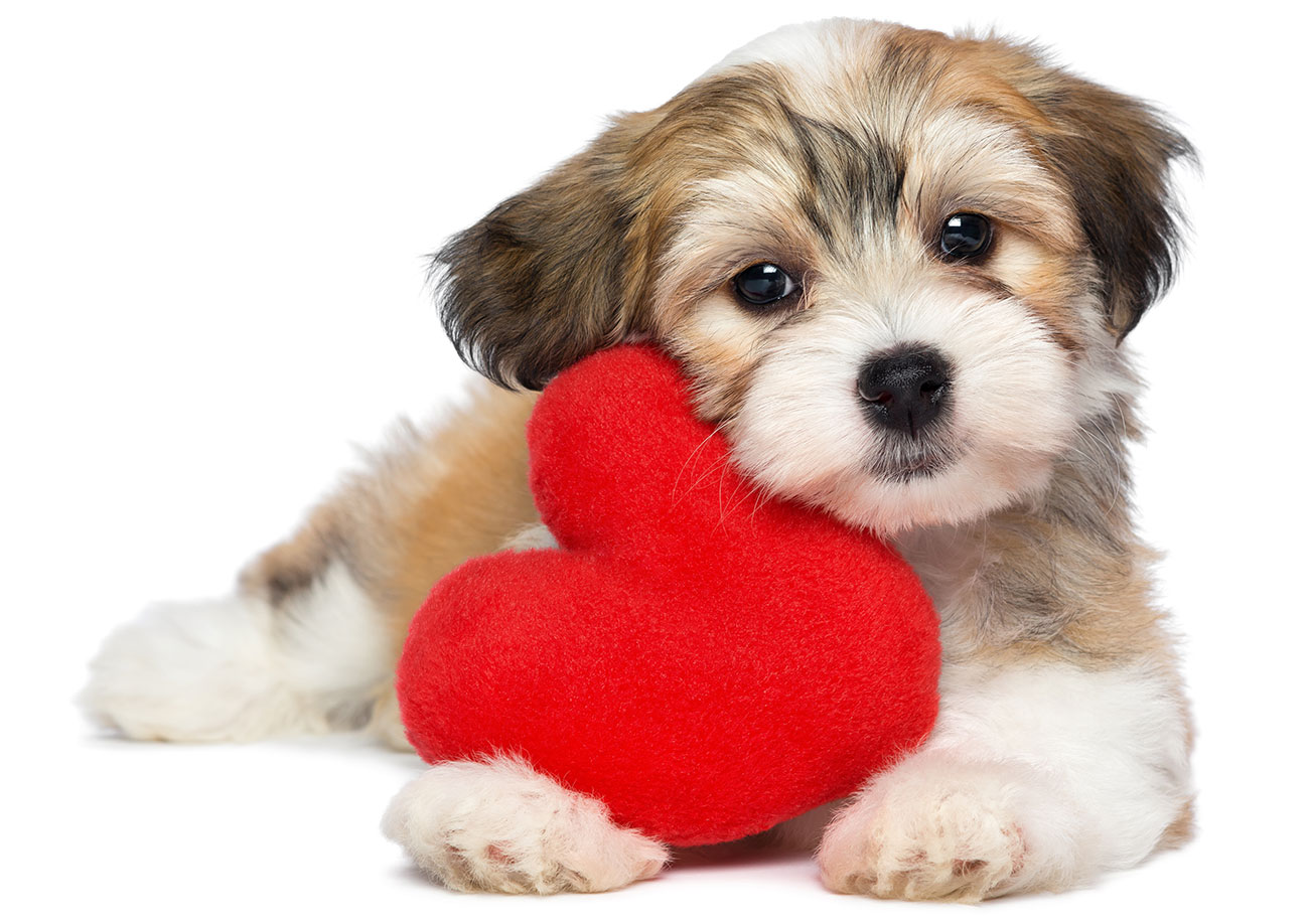 Un soffice cucciolo marrone e bianco è sdraiato, con la testa appoggiata su un peluche rosso a forma di cuore, e guarda verso l'alto con occhi gentili ed espressivi, catturando il calore e la cura che si trovano presso la Clinica Veterinaria Colombo.