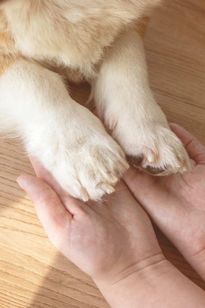 Un primo piano di una persona che tiene delicatamente le zampe anteriori di un cane di colore chiaro, entrambe appoggiate su una superficie di legno. Per altri momenti come questo, contattaci oggi stesso.