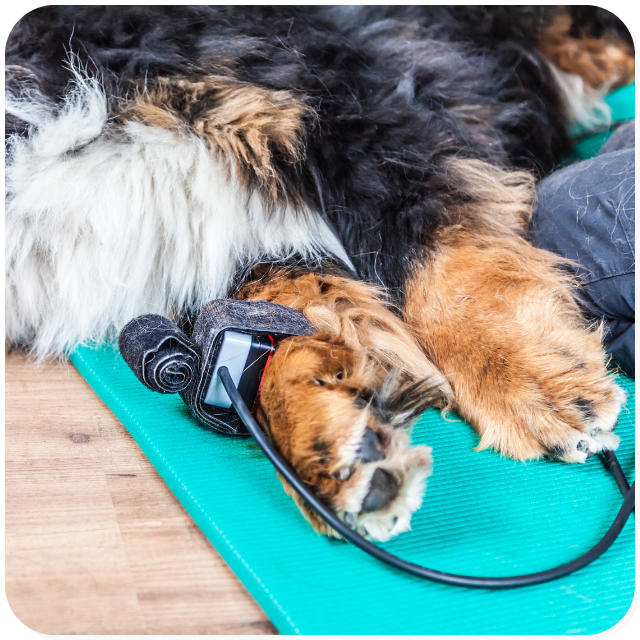 Laser terapia applicata a un cane con osteoartrite per una riduzione del dolore