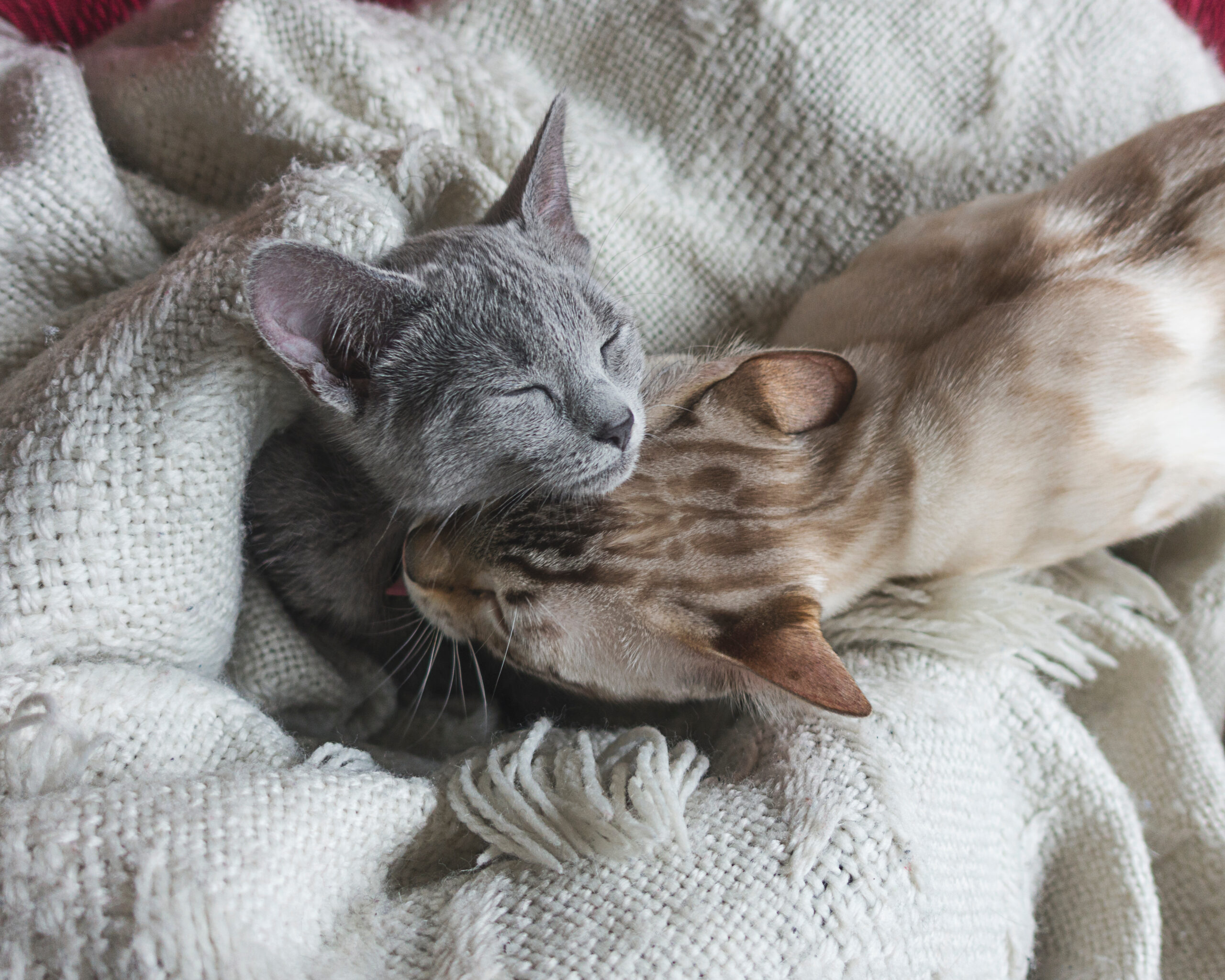 Un gatto grigio e un gatto beige maculato si abbracciano strettamente su una coperta color crema, offrendosi reciprocamente conforto come un pronto soccorso felino, creando una scena accogliente e affettuosa.