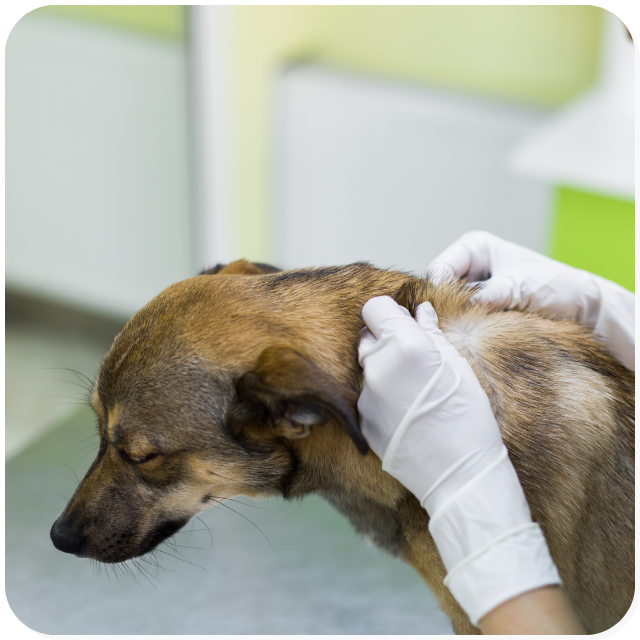 Visita dermatologica ad un cane presso l'Ambulatorio Veterinario San Pietro a Biella
