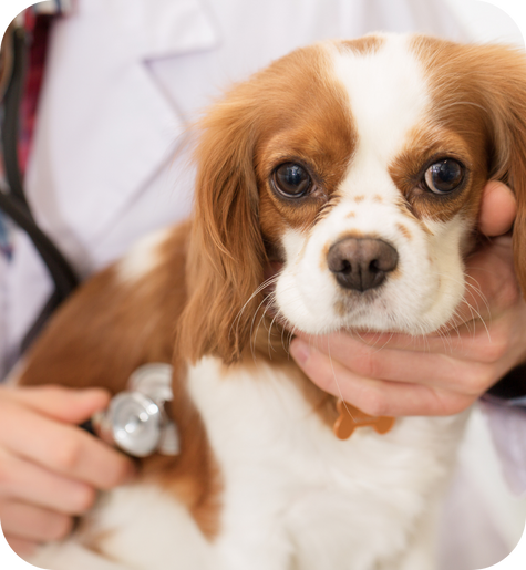 Un veterinario in camice bianco esamina con uno stetoscopio un Cavalier King Charles Spaniel marrone e bianco, tenendogli delicatamente la testa mentre guarda verso la telecamera.