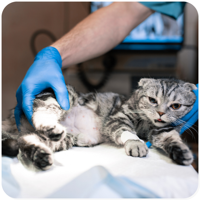 Il medico veterinario anestesista dell'ambulatorio veterinario San Pietro prepara un gatto per un intervento di chirurgia dei tessuti molli