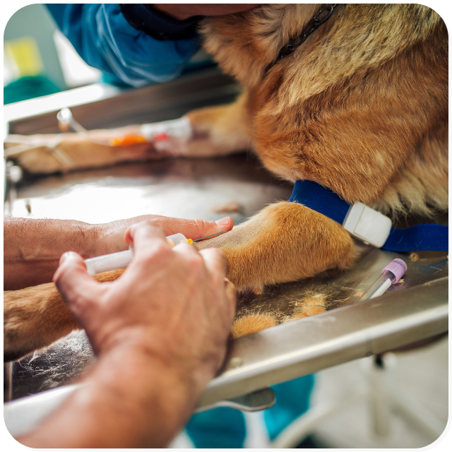Un cane viene preparato per un intervento con laparoscopia
