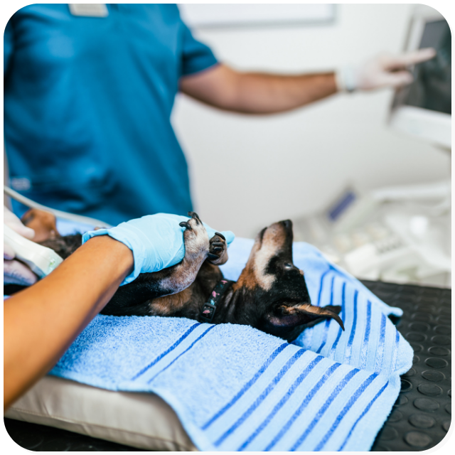 Un medico veterinario e un'infermiera dell'ambulatorio veterinario San Pietro, fanno un ecografia ad un cagnolino