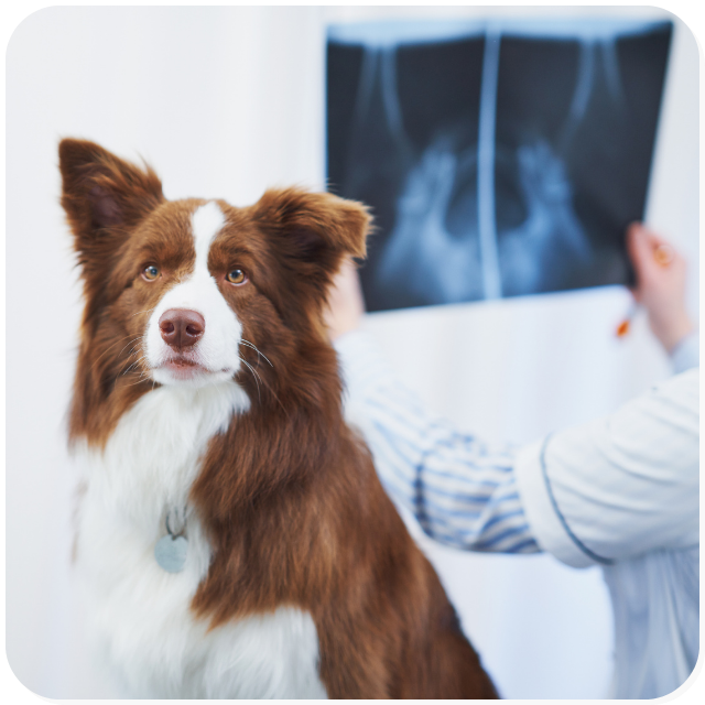 Servizio di radiografia digitale: un medico veterinario dell'ambulatorio San Pietro controlla le lastre di un cane