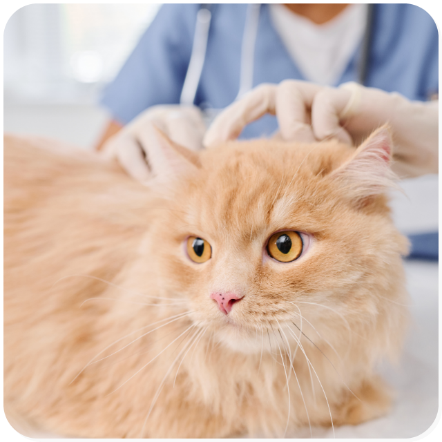 Servizio visite veterinarie: un gatto rosso tigrato viene controllato da un medico veterinario