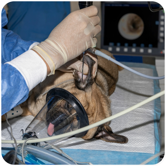 Un carlino è addormentato per permettere un controllo approfondito dell'orecchio tramite endoscopia