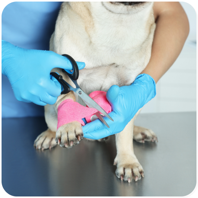 Servizio di pronto soccorso dell'ambulatorio Veterinario San Pietro: un veterinario fascia la zampa di un cane dopo la medicazione