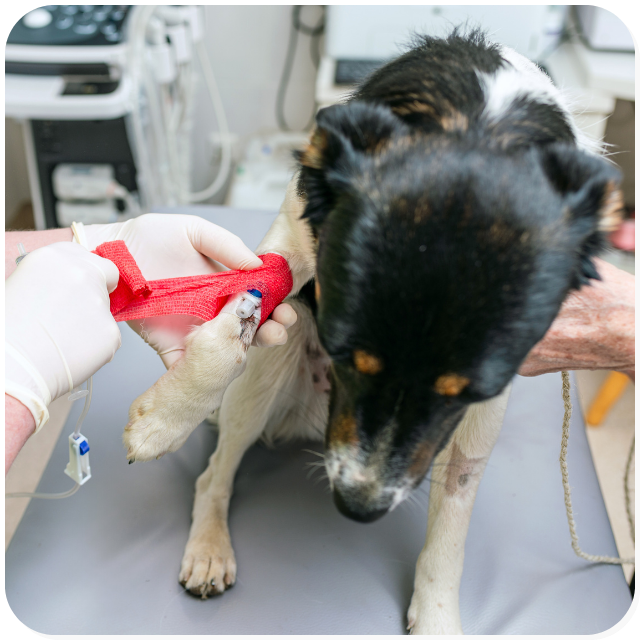 Servizio di oncologia: cane è in attesa di una flebo di emoterapia.